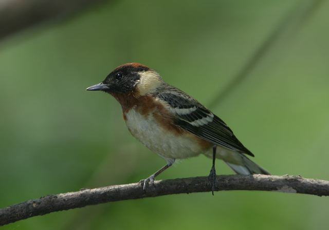 bay-breasted_warbler177.jpg