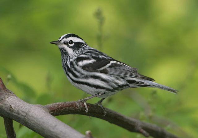 black-and-white_warbler109.jpg