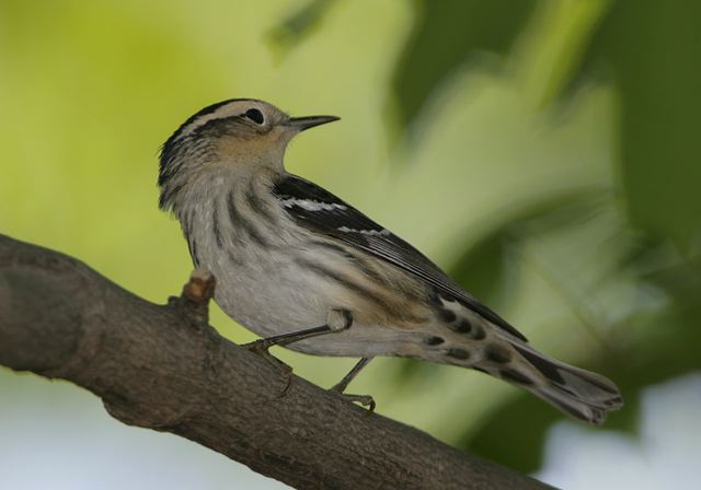 black-and-white_warbler215.jpg