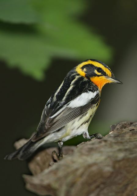 blackburnian_warbler164.jpg