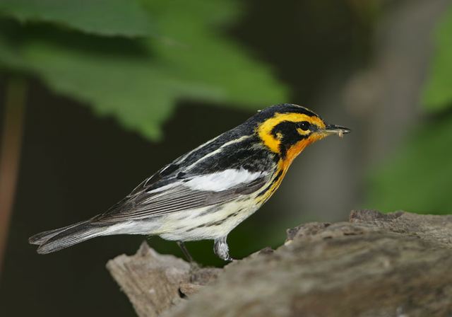 blackburnian_warbler167.jpg