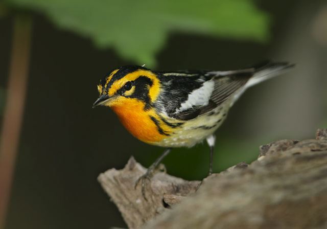 blackburnian_warbler169.jpg