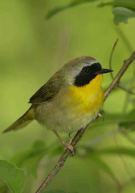 common_yellowthroat288.jpg