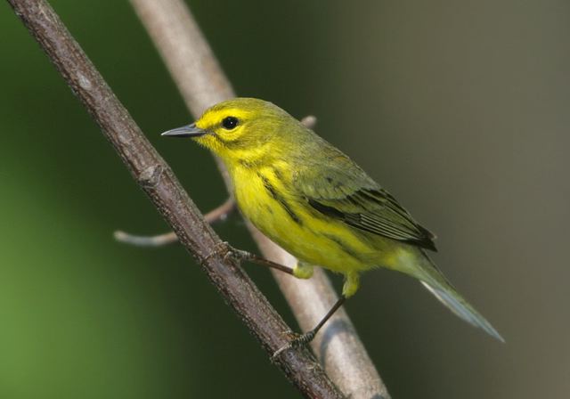 prairie_warbler159.jpg