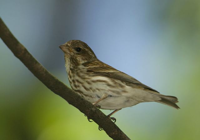 purple_finch312.jpg