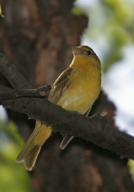 summer_tanager134.jpg