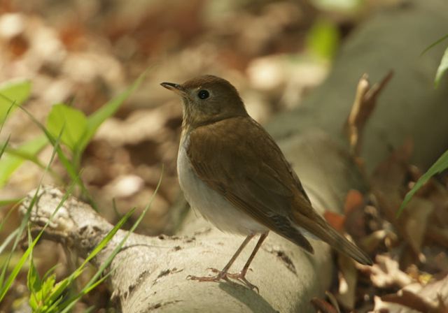 veery255.jpg