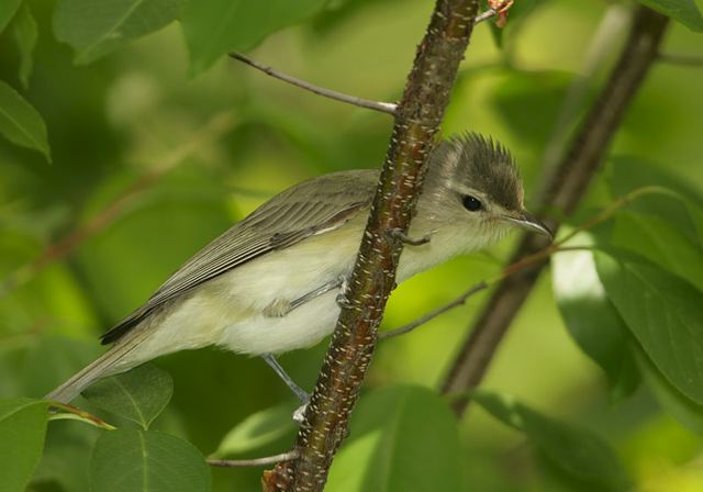 warbling_vireo280.jpg