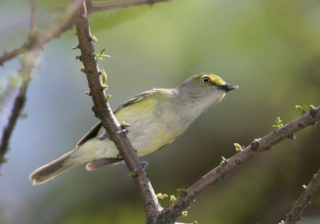 white-eyed_vireo210.jpg