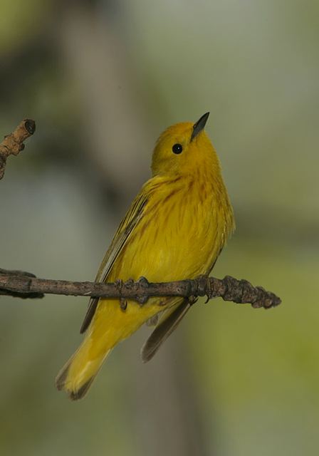 yellow_warbler269.jpg