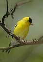 american_goldfinch258