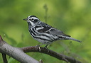 black-and-white_warbler109