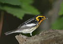 blackburnian_warbler167