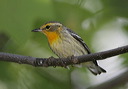 blackburnian_warbler226