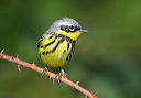 magnolia_warbler102