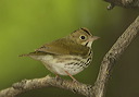 ovenbird276