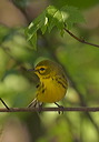 prairie_warbler135