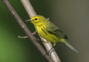 prairie_warbler159