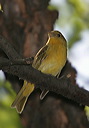 summer_tanager134