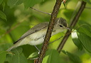 warbling_vireo280