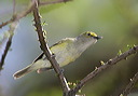 white-eyed_vireo210