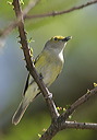 white-eyed_vireo213