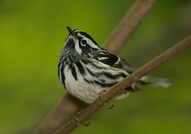 black-and-white_warbler437.jpg