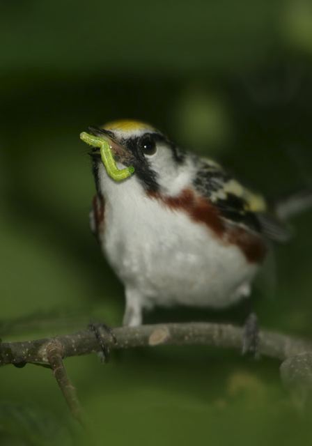 chestnut-sided_warbler462.jpg