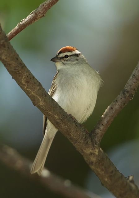 chipping_sparrow385.jpg