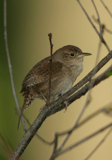 house_wren0477.jpg