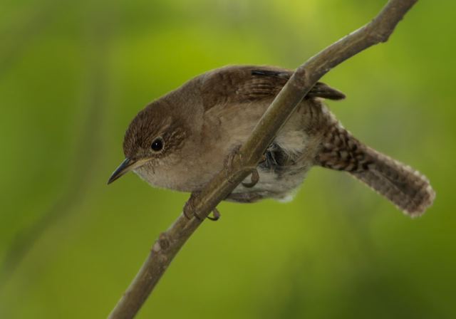 house_wren475.jpg