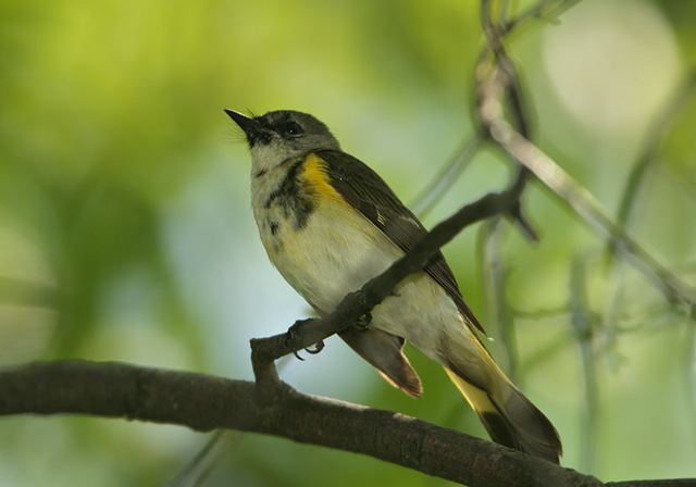 redstart368.jpg