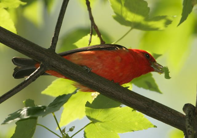 scarlet_tanager358.jpg