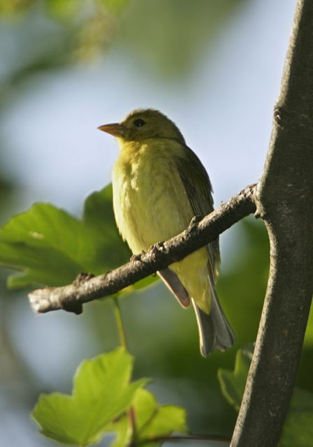 scarlet_tanager472.jpg