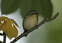 black-throated_blue_w_32610