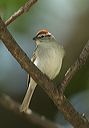 chipping_sparrow385