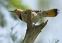 northern_flicker367