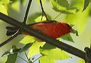 scarlet_tanager358