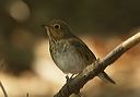 swainson_s_thrush406