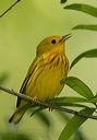 yellow_warbler381