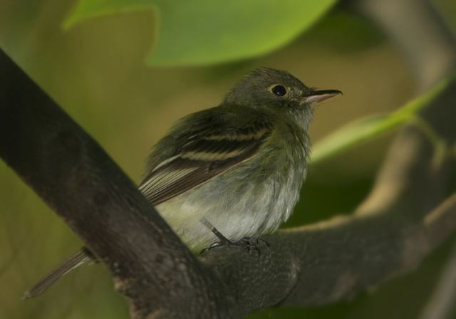 acadian_flycatcher0646.jpg