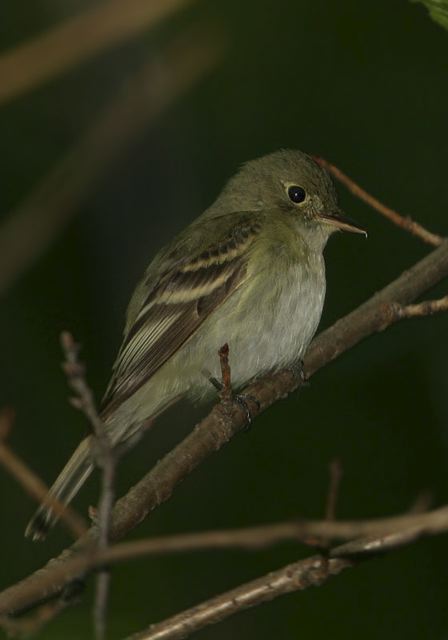 acadian_flycatcher0664.jpg