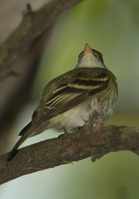 acadian_flycatcher0676.jpg