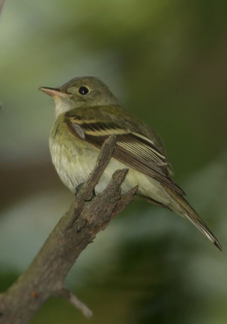 acadian_flycatcher0681.jpg