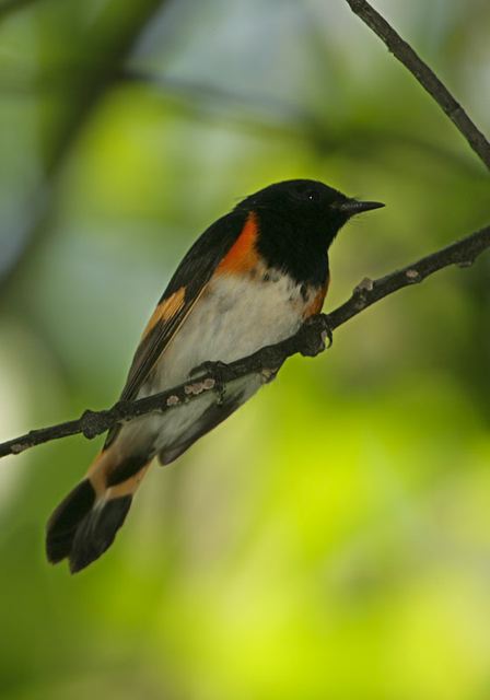 american_redstart0631.jpg