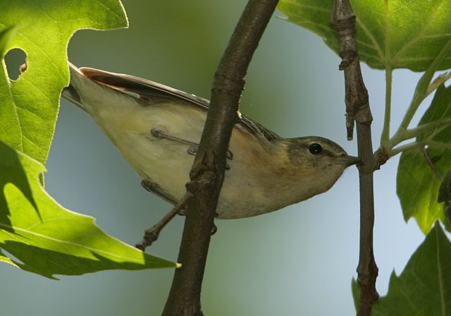 bay-breasted_warbler555.jpg