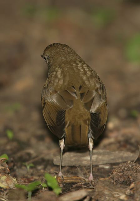 bicknell_s_thrush626.jpg