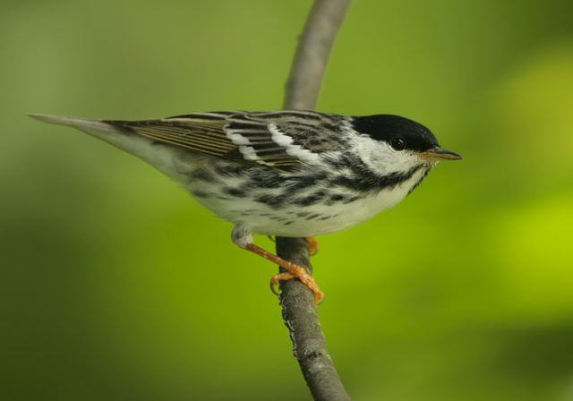 blackpoll_warbler506.jpg