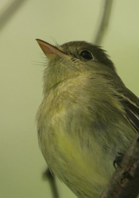 empidonax0591.jpg