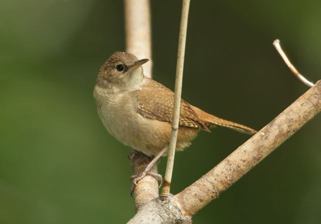 house_wren546.jpg